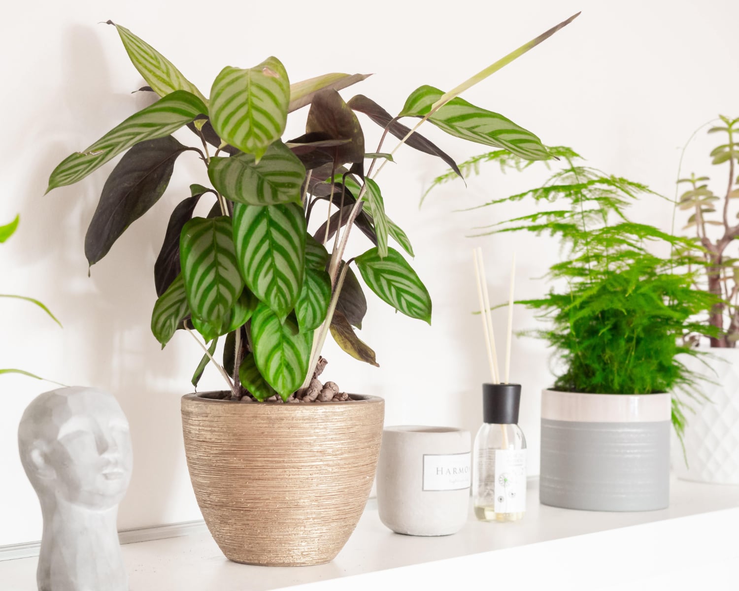 a potted plant